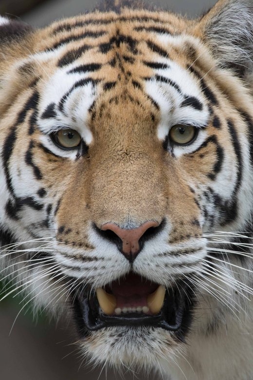 Copenhagen: Copenhagen Zoo Entry Ticket - Why Copenhagen Zoo is worth your time