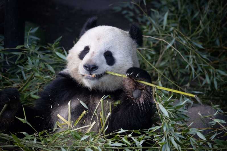 Copenhagen: Copenhagen Zoo Entry Ticket - The panda house and the zoo’s headline animals