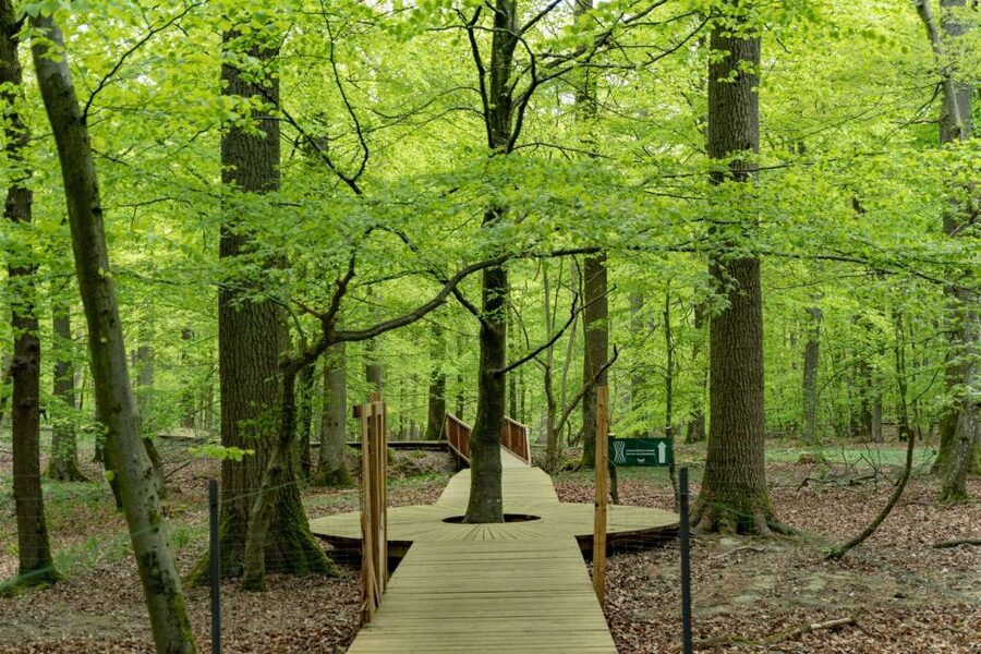 From Copenhagen: Round-Trip to Møns Klint and Forest Tower - Who should book this day trip?