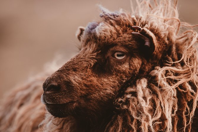 Wonders of Vágar Island | Private Experience - Why Vágar makes a strong day trip from Tórshavn